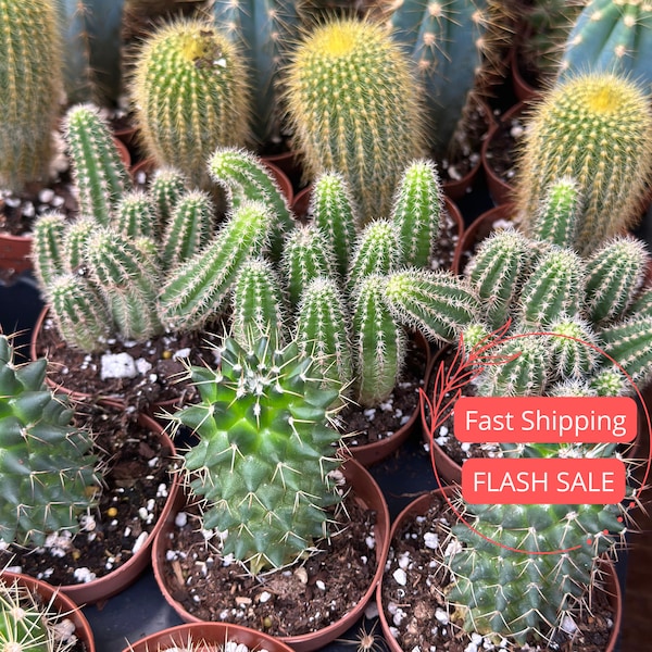 End Of Season Cactus Plant SALE | Assorted Mini Cacti Bundle | Succulent Plants Rooted | Succulents Cactus | Houseplants | Plant Gifts
