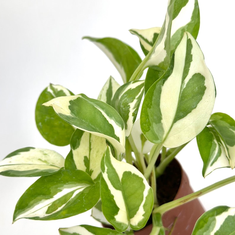 Puede incluir: Una planta de interior con hojas variegadas en tonos de verde y blanco. Las hojas son largas y puntiagudas, con un acabado brillante.