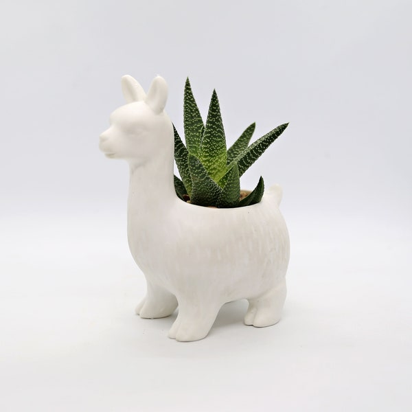 Handcrafted Live Pearl Plant in White Llama Planter