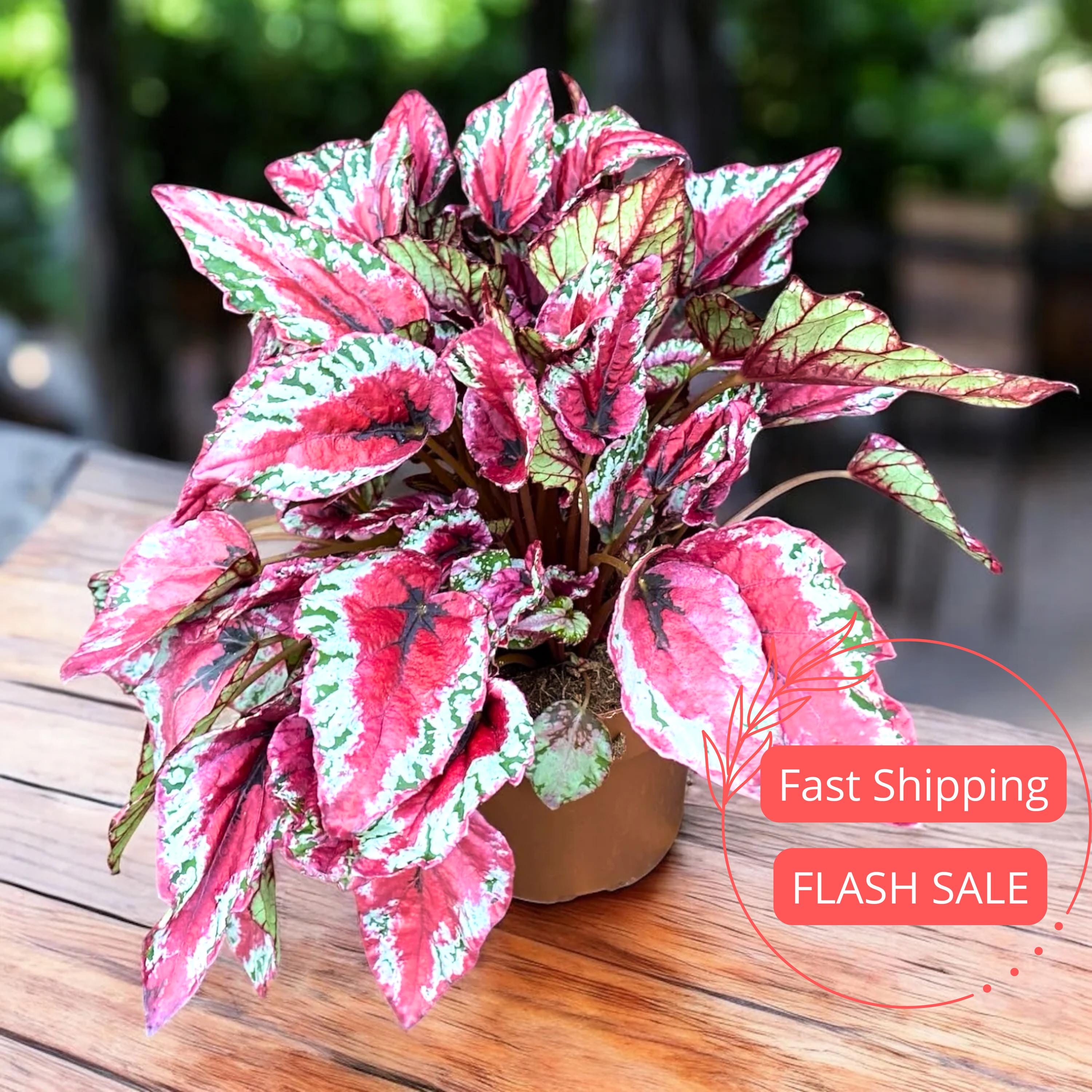 アビス NEW TAENIA タエニア ストーンピンク Begonia Maui Sunset Live Plant | Mature Begonias Rex Indoor
