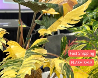 Philodendron Caramel Marble Large Tissue Culture | Variegated Philodendron Caramel Marble Starter Plant | Beginner Tissue Culture | Albo