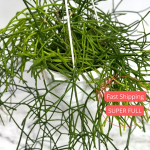 Rhipsalis Burchellii Mistletoe Cactus Spaghetti Cactus Rhipsalis Baccifera Rare Succulent Plants Succulents Plants Cactus image 1