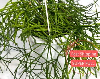 Rhipsalis Burchellii | Mistletoe Cactus | Spaghetti Cactus | Rhipsalis Baccifera | Rare Succulent Plants | Succulents | Plants | Cactus