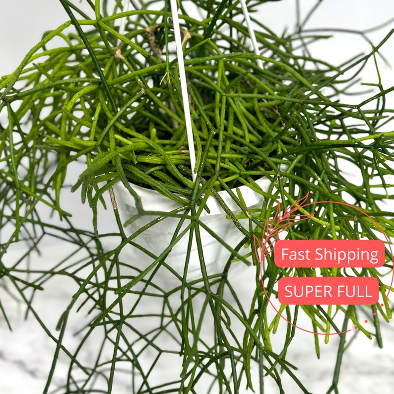 Rhipsalis Burchellii Mistletoe Cactus Spaghetti Cactus Rhipsalis Baccifera Rare Succulent Plants Succulents Plants Cactus image 1