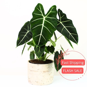 May include: A potted Alocasia plant with large, dark green leaves featuring prominent white veins. The plant is in a cream-colored, textured ceramic pot. The image is set against a white background.