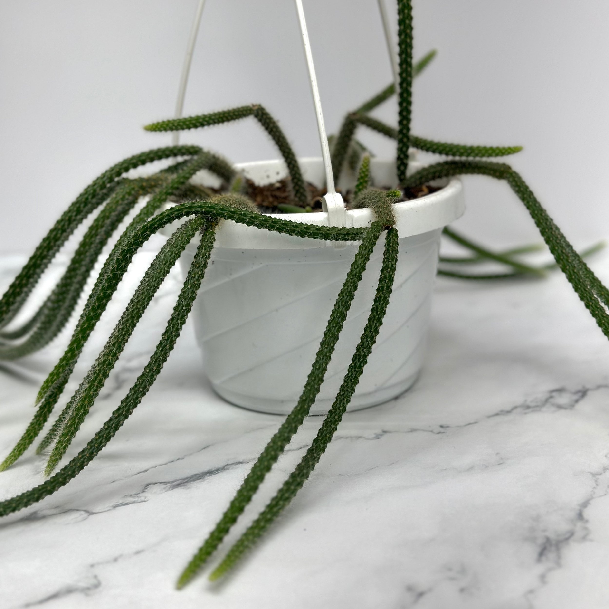 新作ウエア T. Succulent Form × Nizanda T'STROPICALS（Dog Tail Cactus in ブロメリア・エアープランツ