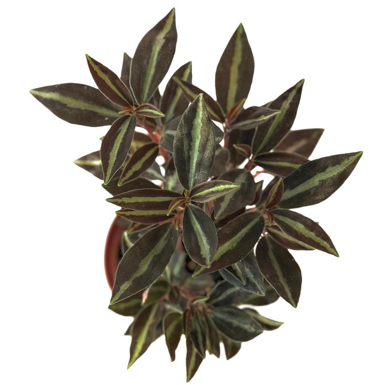 NYCitySucculents Peperomia Metallica Plant - Thumbnail 2