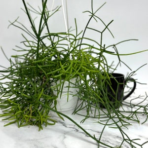 Rhipsalis Burchellii Mistletoe Cactus Spaghetti Cactus Rhipsalis Baccifera Rare Succulent Plants Succulents Plants Cactus image 4