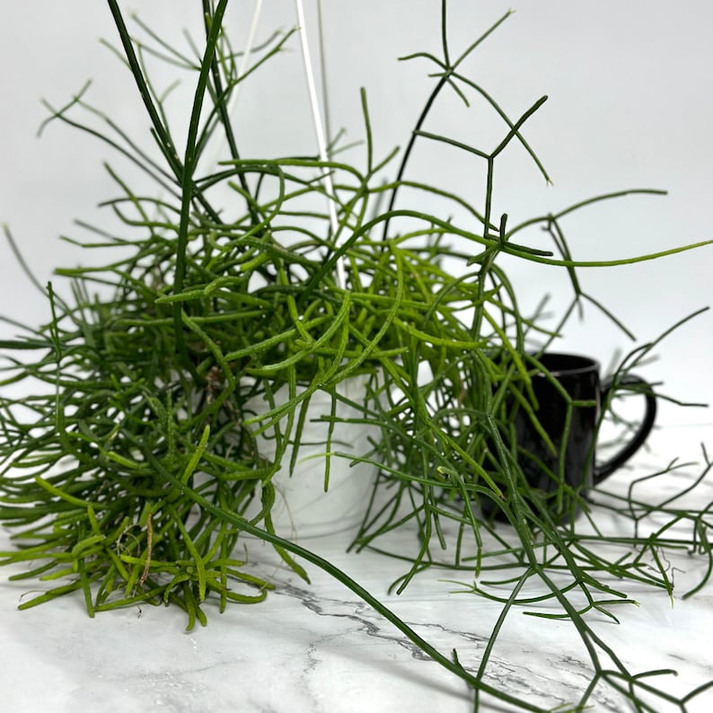 Rhipsalis Burchellii Mistletoe Cactus - Thumbnail 4