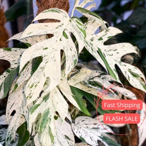 May include: A white ceramic mug with a black handle and the text "But First, Coffee" in a bold, black font. The mug is set against a blurred background, highlighting its clean design.