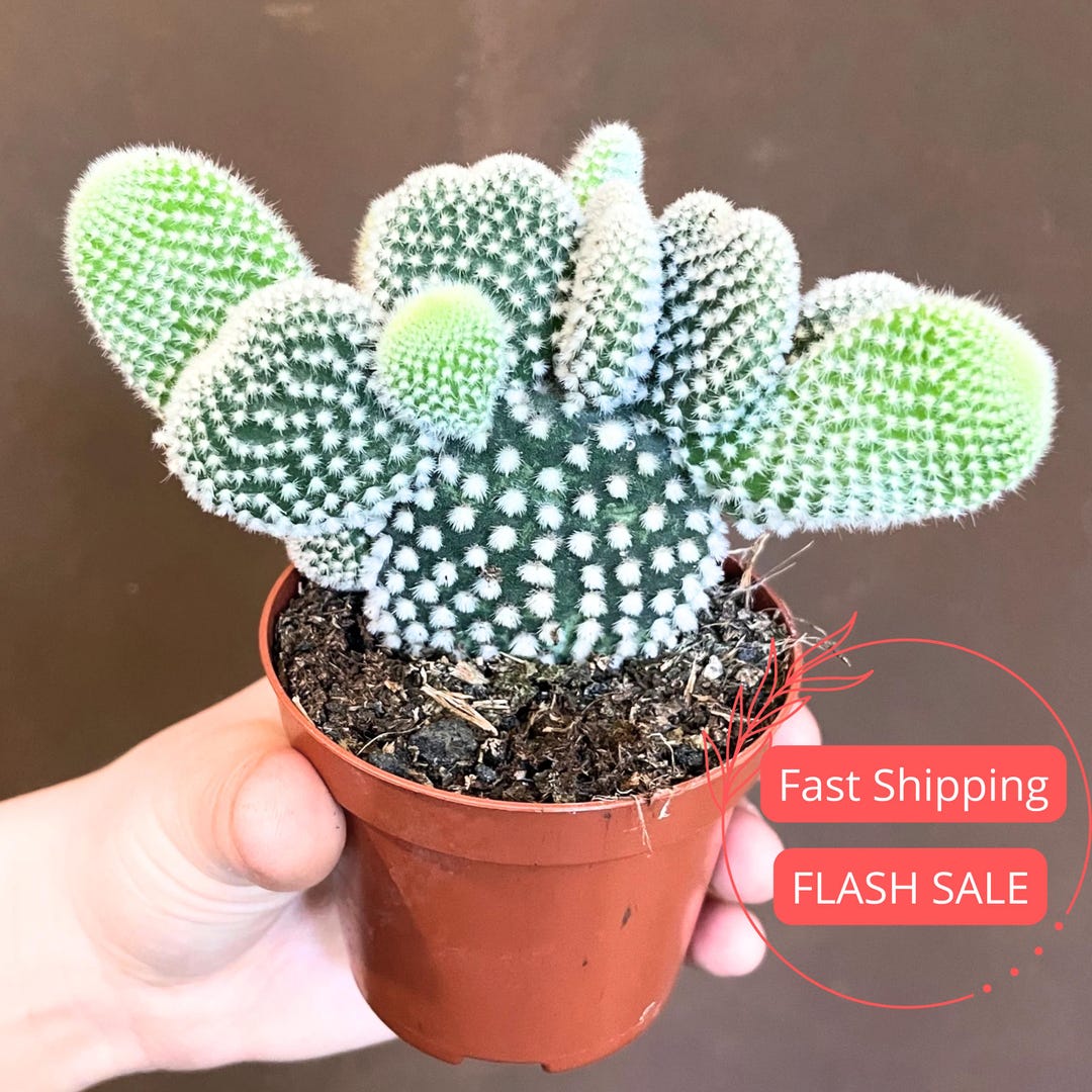 opuntia-bunny-ears-live-plant-white-bunny-ear-cactus-plants