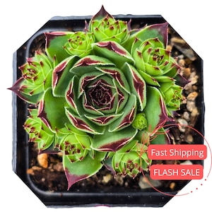 May include: A vibrant green succulent plant with deep burgundy edges, potted in a black container. The plant has a rosette shape with multiple smaller offshoots. The image also includes the text "Fast Shipping" and "FLASH SALE".