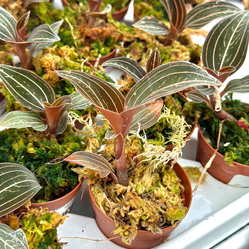 Ludisia Discolor Orchid Plant - Thumbnail 2