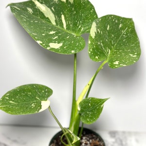 Monstera Thai Constellation Large Variegated Monstera Thai Constellation Starter Plant Fully Rooted Monstera Plant Rare Plants Albo image 4