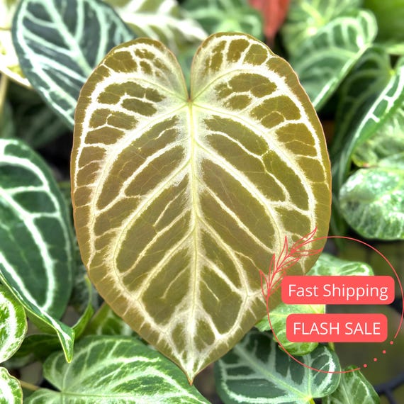 Anthurium Silver Blush Mint Live Plant | Green Anthuriums | House
