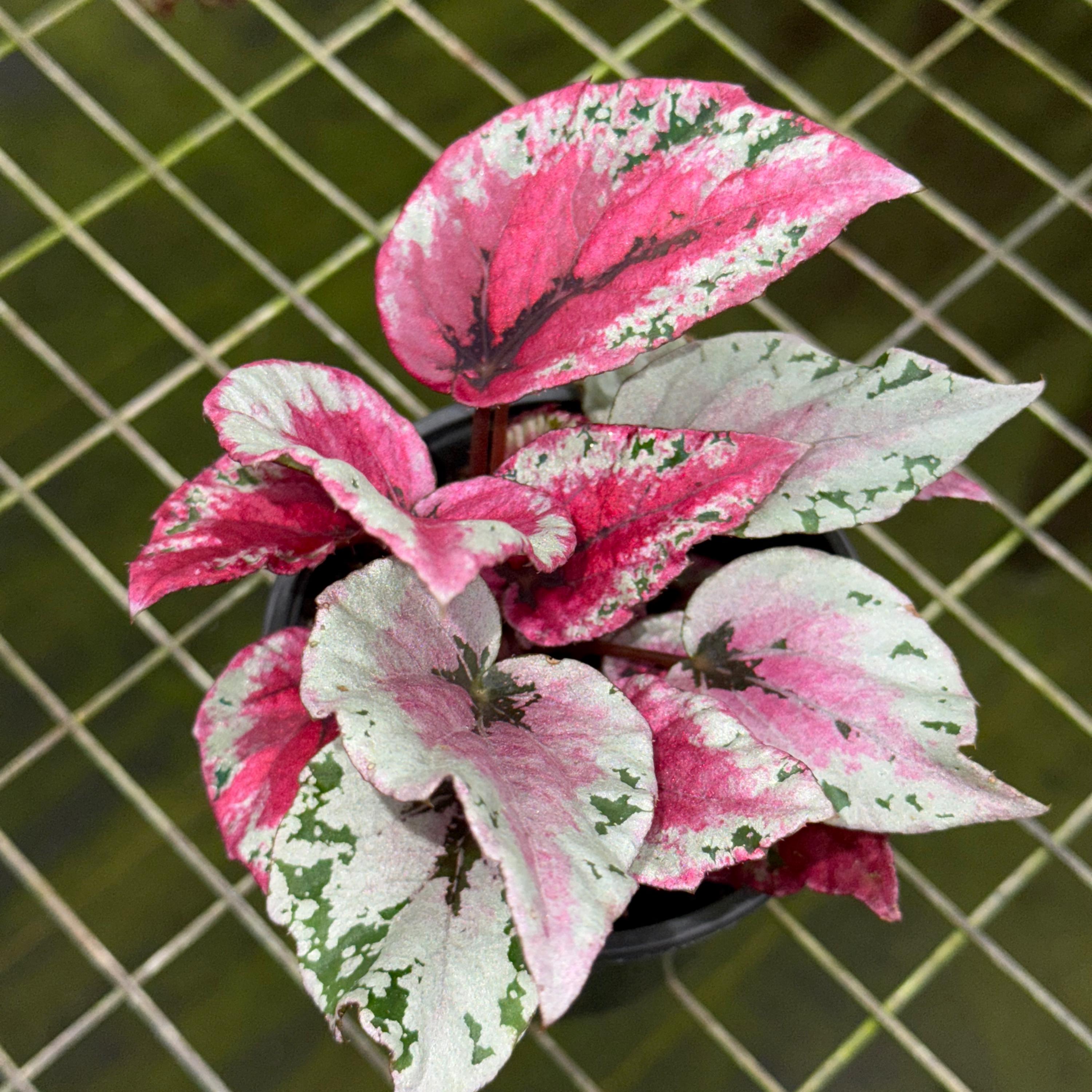 Begonia Maui Sunset Live Plant | Mature Begonias Rex Indoor