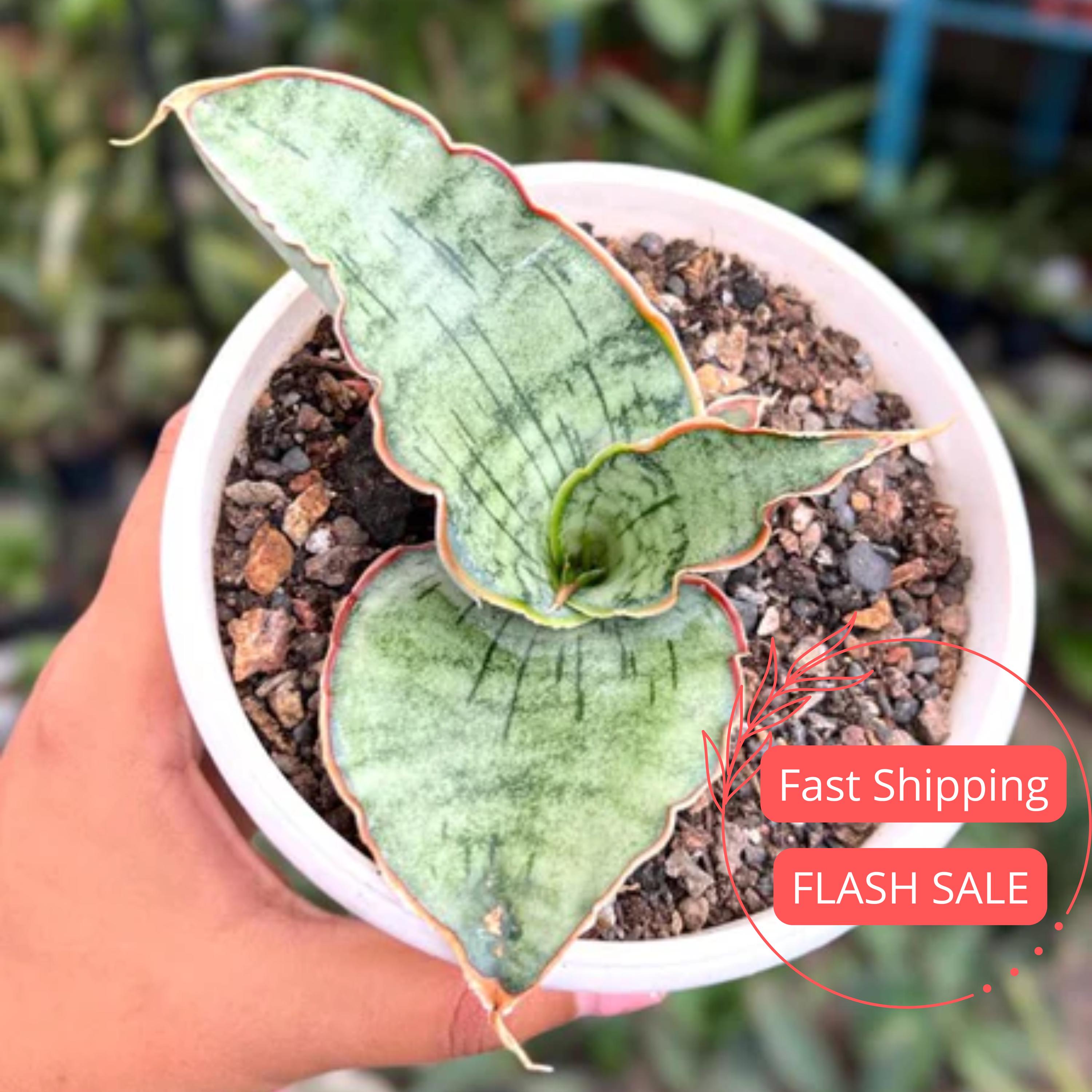 Silver Blue Sansevieria Plant - Etsy