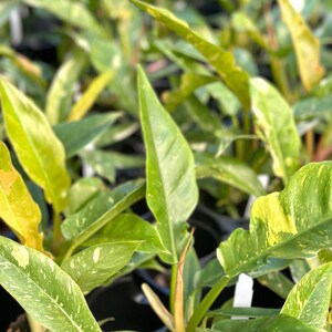 May include: Close-up of a group of variegated plants with green and yellow leaves. The plants are in black pots and are growing in a nursery setting.