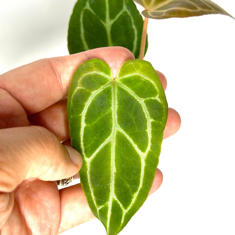 NYCitySucculents Anthurium Crystallinum - Thumbnail 4