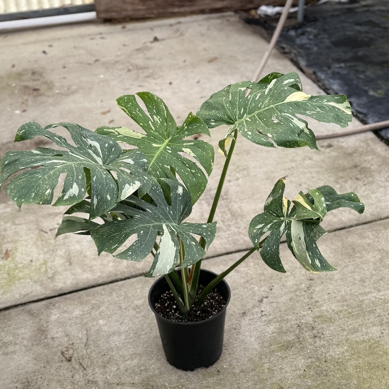 NYCitySucculents Monstera Thai Constellation - Thumbnail 2
