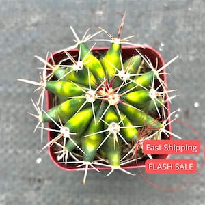 May include: Overhead view of a small cactus in a square red pot. The cactus has green and yellow segments with white spines. The text "Fast Shipping" and "FLASH SALE" are in red boxes.