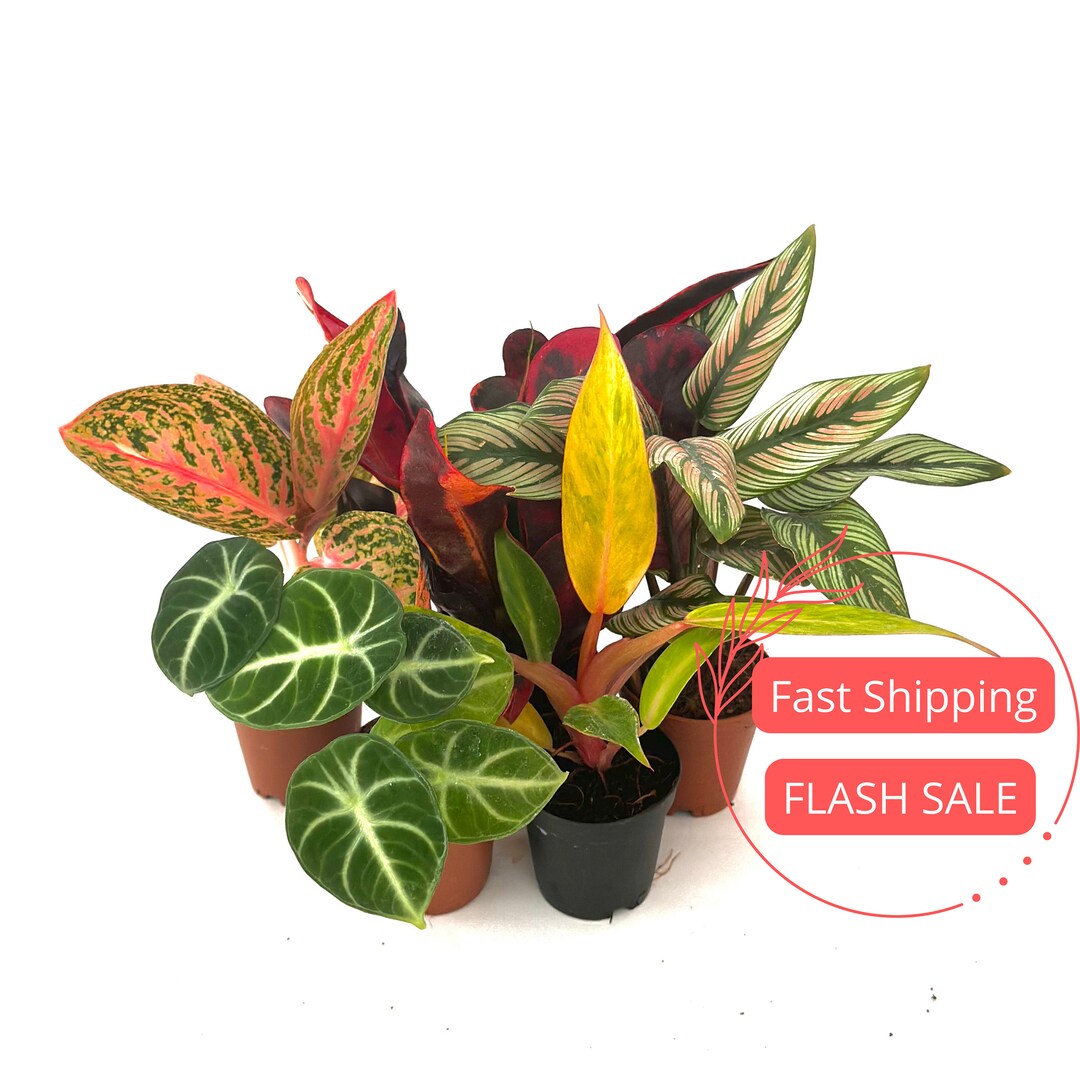 Assorted House Plant Starter Pack | Philodendron Starter Plants | Rooted  Monstera Plants | Cactus | Aglaonema | Calathea | Alocasia | Croton - Etsy