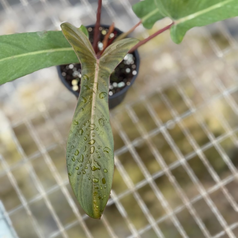 Philodendron Florida Plant - Thumbnail 5
