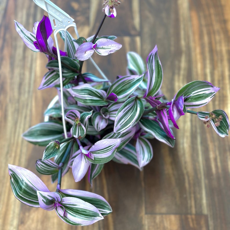 Tradescantia Nanouk