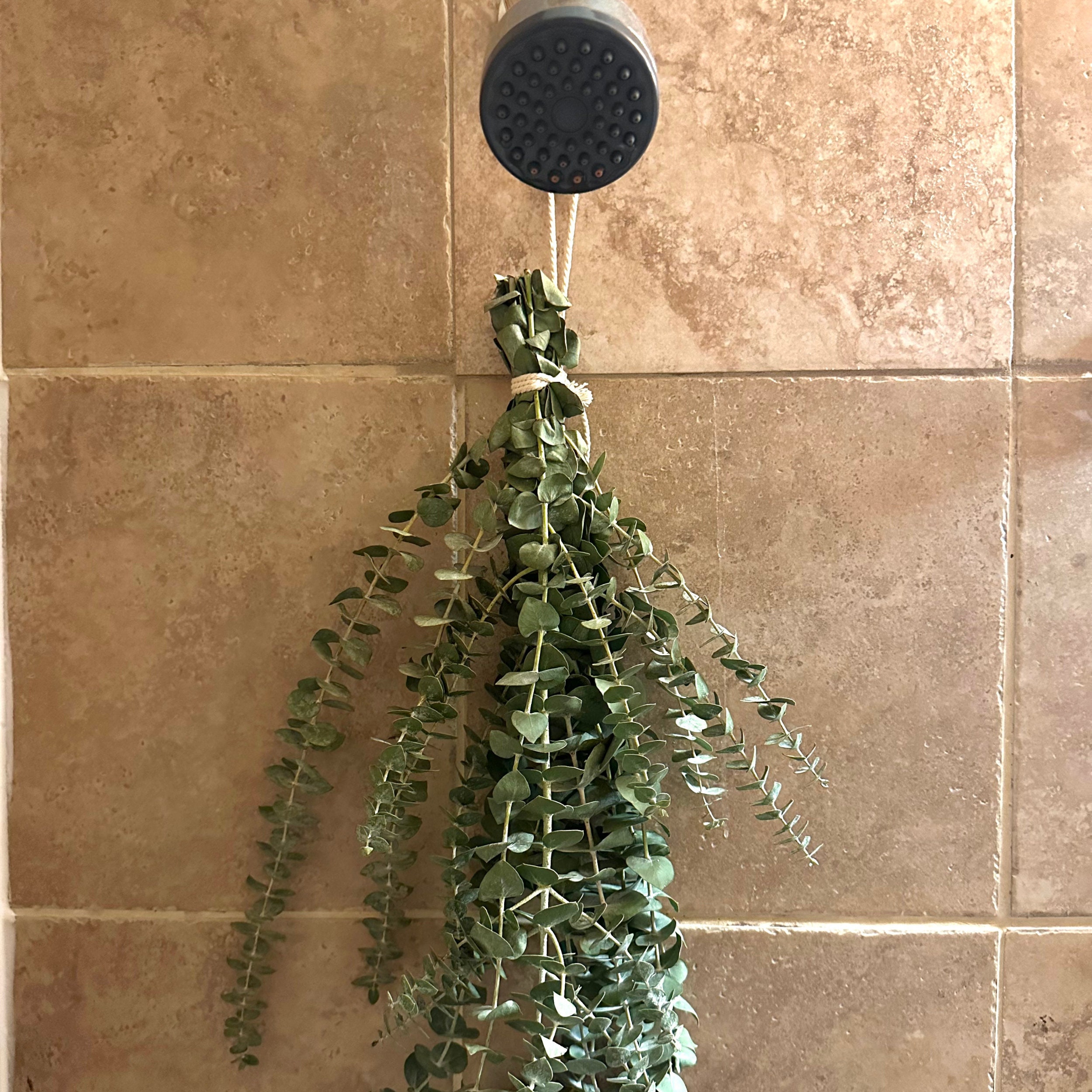 Fresh Eucalyptus Shower Bundle Eucalyptus Plant Fresh Etsy