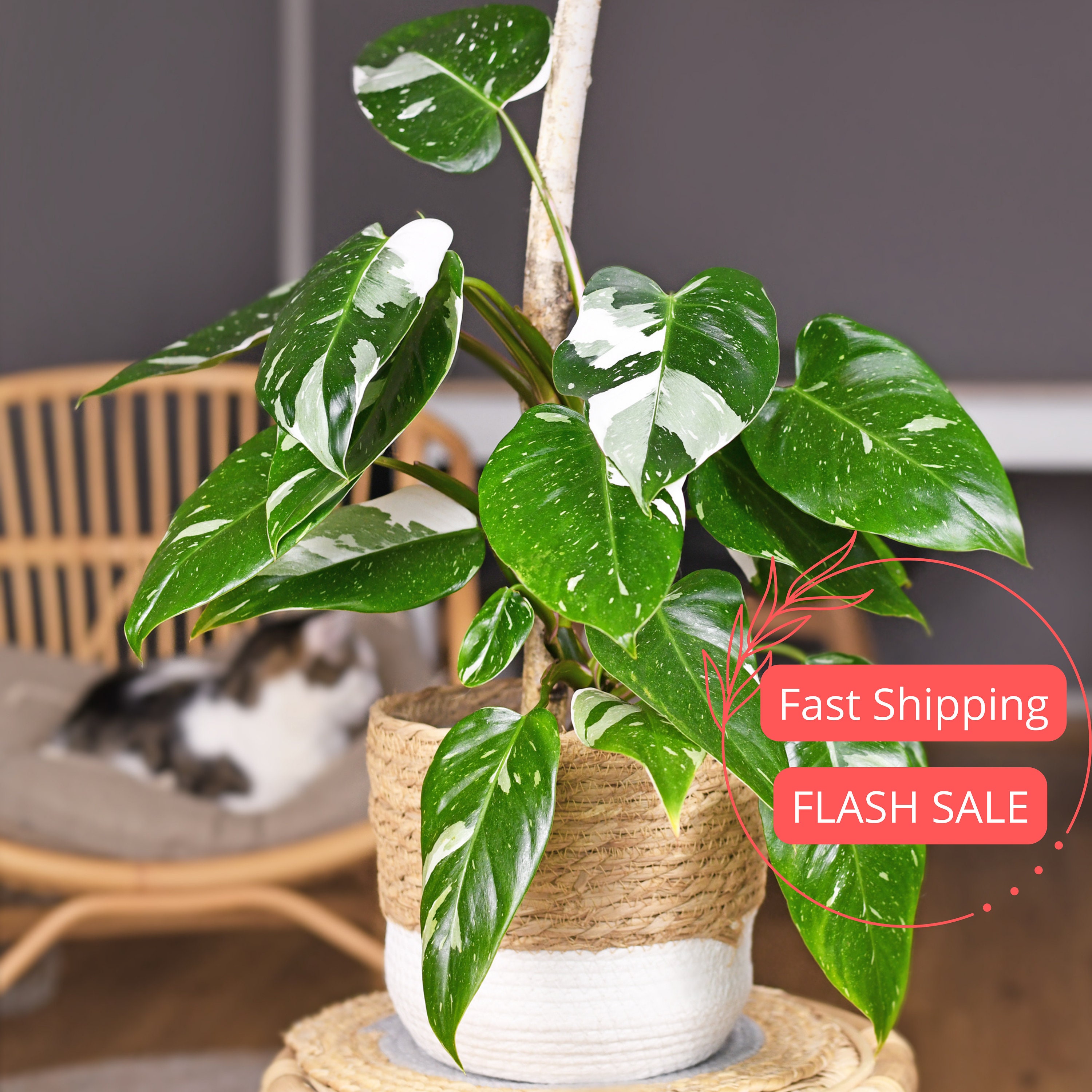 monstera botanischer name Monstera Obliqua Monkey Leaf 80–100 cm am Moosstab – Seltene Fensterblatt  Kletterpflanze Zimmerpflanze mit großen Lochblättern