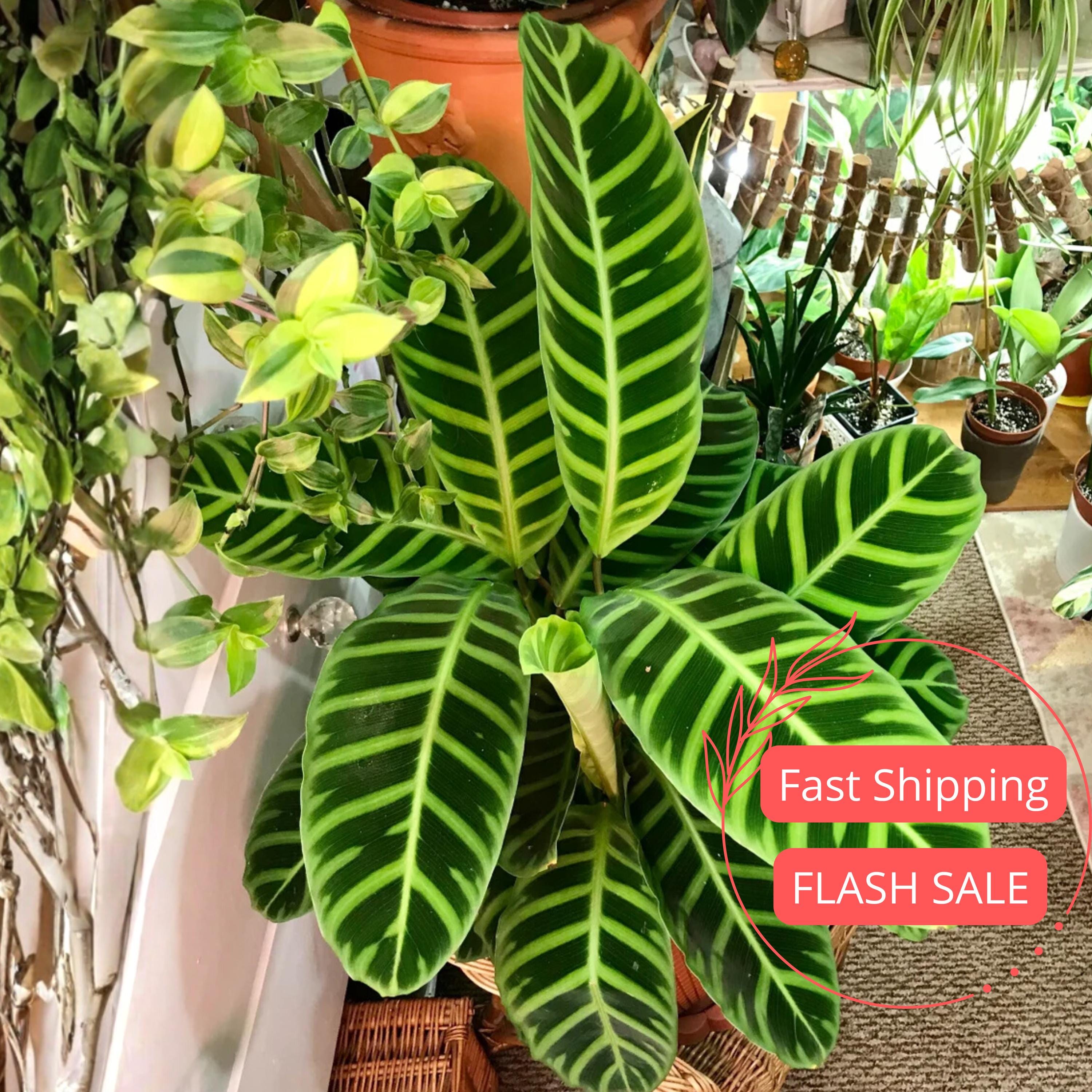 Calathea Zebrina Live Plant Prayer Plant Starter House Plants Plant Cuttings Indoor Outdoor Houseplants Garden Gifts Cat Safe