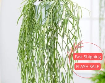 Hoya Linearis Live Plant | Hoyas Cuttings Starter House Plants | Houseplants for Beginner | Hanging Basket Rare Plant Garden Gift | Wax Leaf