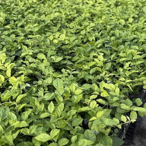 May include: A close-up shot of a large collection of green plants with vibrant leaves. The plants are densely packed together, creating a lush, textured appearance. The leaves vary in shades of green, with some areas showing lighter, yellowish hues.