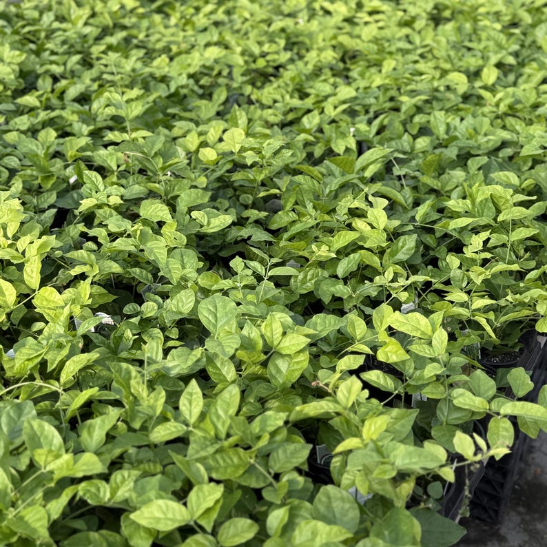 May include: A close-up shot of a large collection of green plants with vibrant leaves. The plants are densely packed together, creating a lush, textured appearance. The leaves vary in shades of green, with some areas showing lighter, yellowish hues.