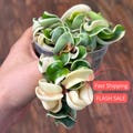 Hoya Compacta Variegated Live Plant | Hoya Hindu Rope Starter Plants | House Plants Live for Beginner | Hoya Cuttings for Rare Plant Gifts