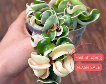 Hoya Kerrii Variegated Live Plant | Hoya Heart Variegated Starter Plants | House Plants for Beginner | Hoya Cuttings for Rare Plant Gifts