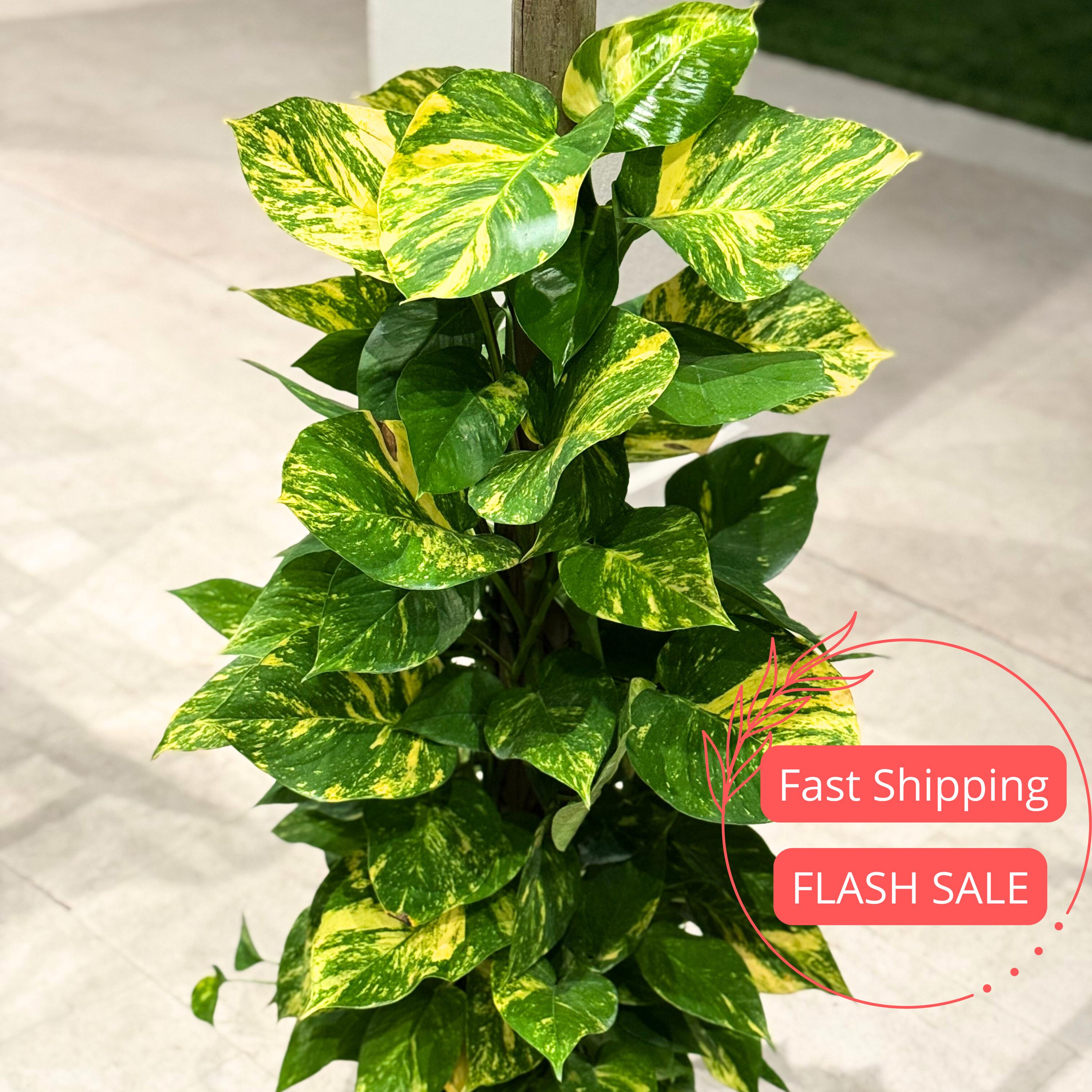 Pothos Golden Hawaiian Live Plant | Large Leaf Gold Pothos Plant | House  Plants on Totem Pole | Houseplants for Indoor Outdoor Garden Gifts - Etsy