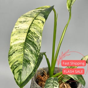 May include: A close-up of a variegated plant with large, green and cream-colored leaves. The plant is potted in a gray concrete-like pot. The leaves have a striking pattern of green and cream variegation, creating a visually appealing contrast.