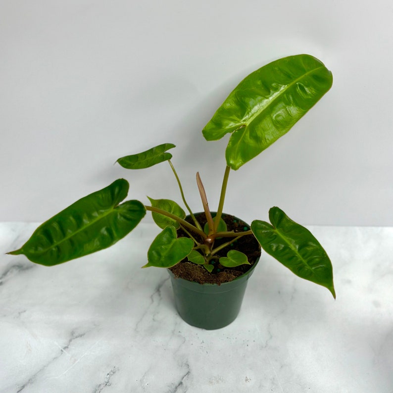 NYCitySucculents Philodendron Billietiae