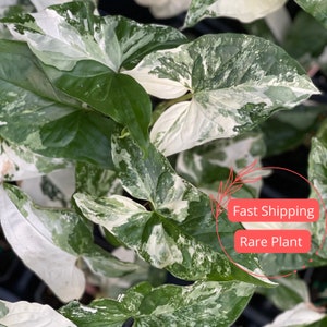 Syngonium Albo Cutting Large | Variegated Syngonium Albo Starter Plant | Fully Rooted Syngonium Plant | Rare Plants | Houseplants Plant Gift