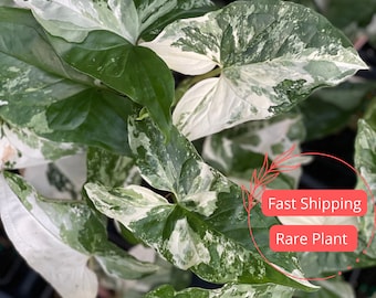 Syngonium Albo Cutting Large | Variegated Syngonium Albo Starter Plant | Fully Rooted Syngonium Plant | Rare Plants | Houseplants Plant Gift