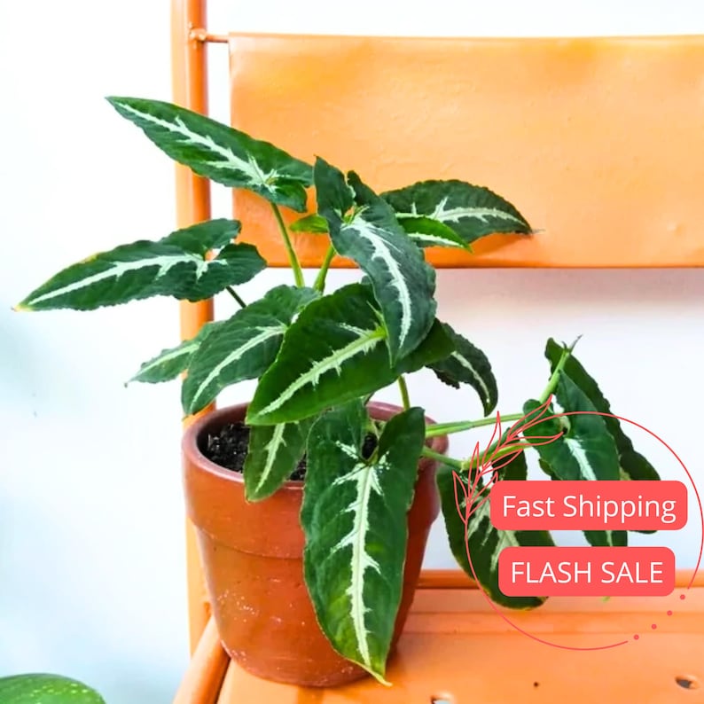 Syngonium Wendlandii Plant - Thumbnail 4