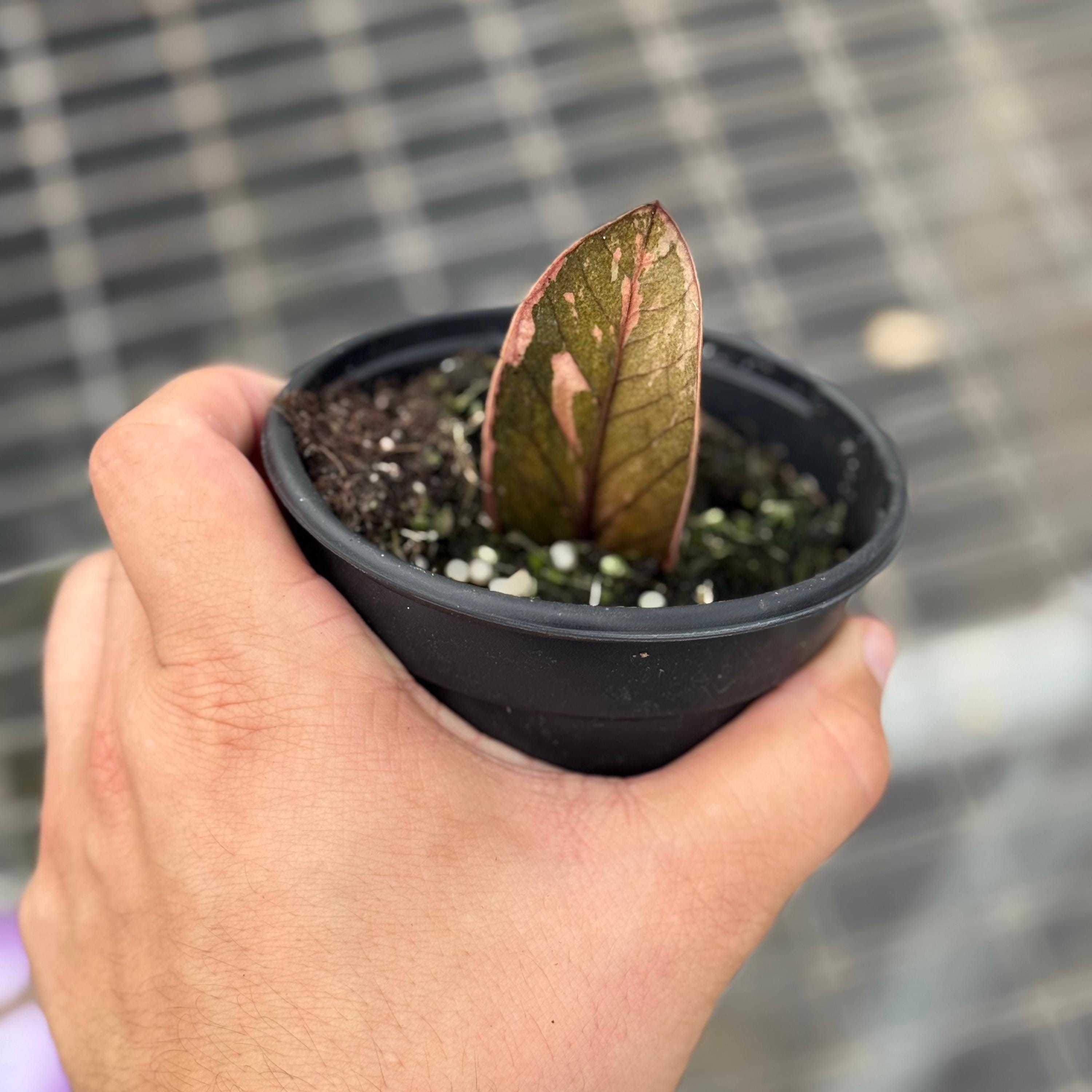 ZZ Plant Black Pink Variegated | Zamioculcas Zamiifolia Variegata