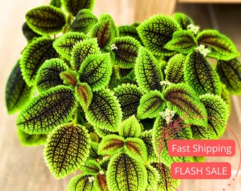 Pilea Moon Valley Live Plant | Friendship Starter House Plants | Rare Houseplant Gifts | Indoor Outdoor Houseplants | Tropical Garden Gift