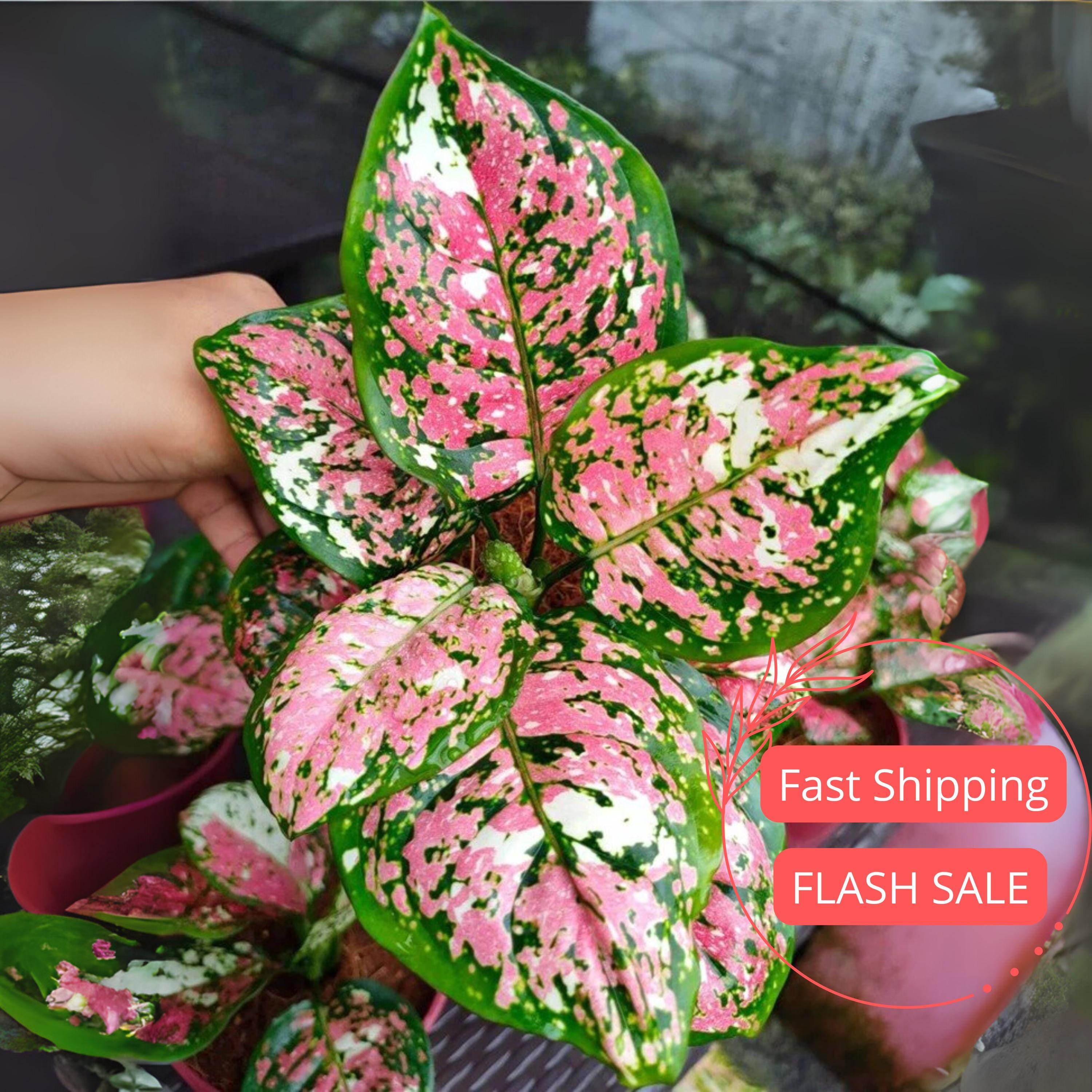 Aglaonema Tricolor - Etsy