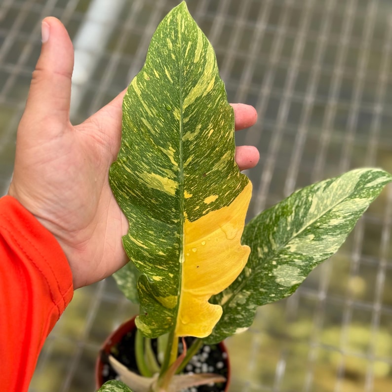 NYCitySucculents Philodendron Ring of Fire Plant - Thumbnail 4