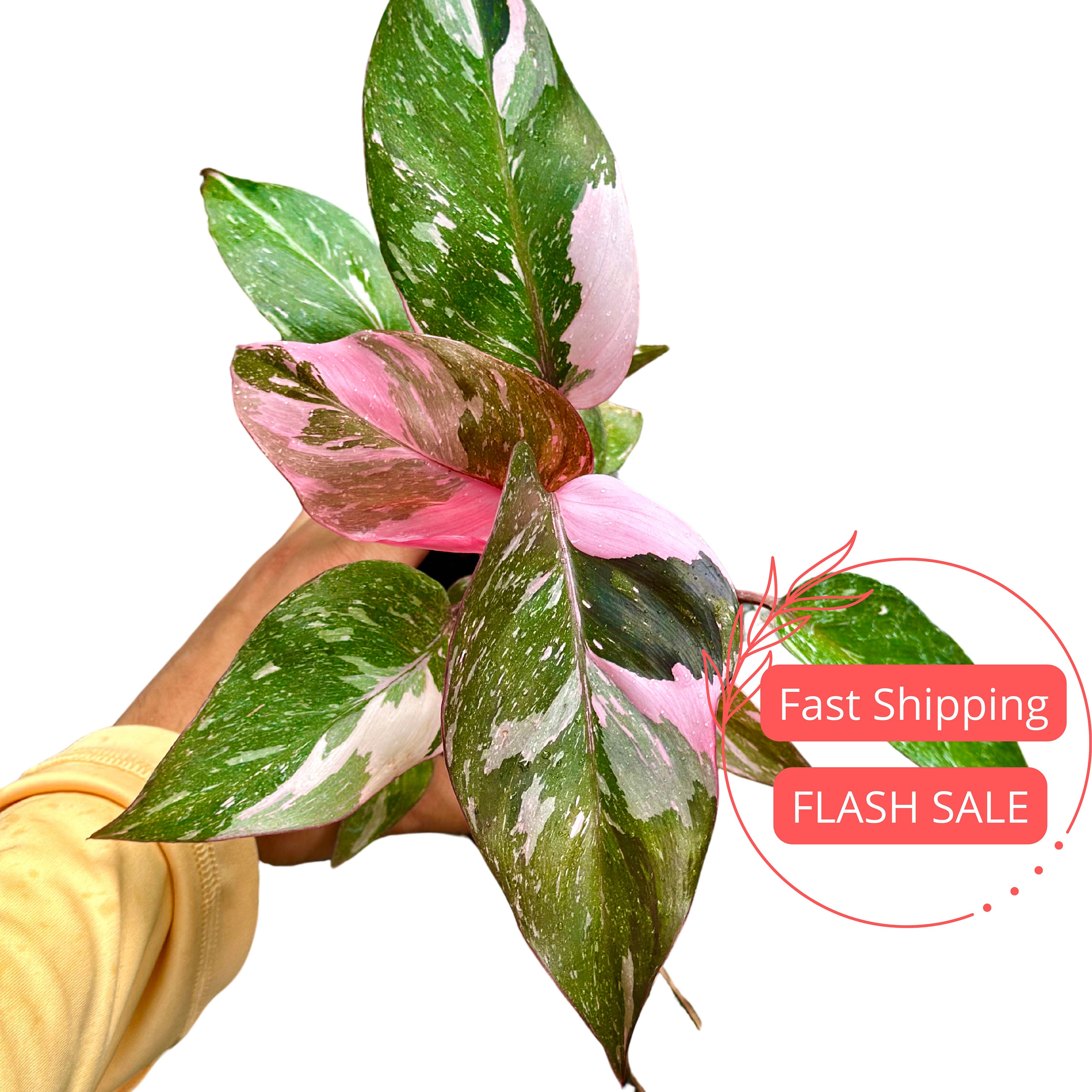 Philodendron Pink Princess Plant | Philodendron Pink Princess