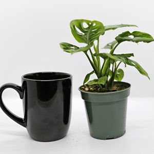 Op de afbeelding: Een zwarte keramische mok met een handvat staat naast een groene plastic pot met een kleine groene plant met grote bladeren.