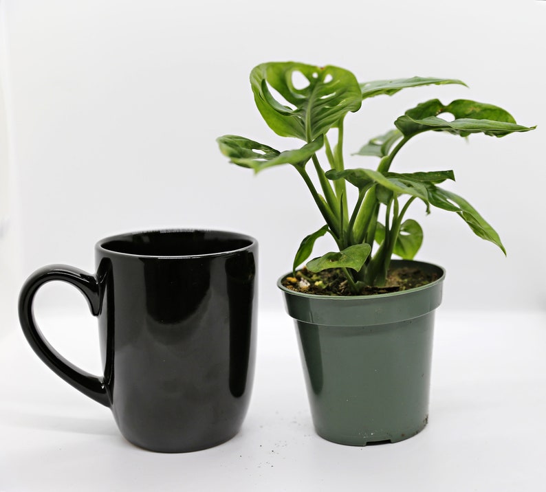 Mini Monstera 'Swiss Cheese Plant' 3.5 Etsy