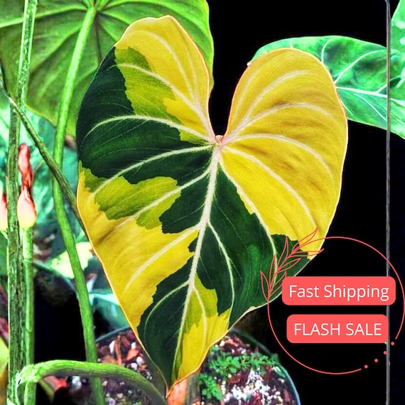 Philodendron Gloriosum Variegated Live Plant | Philodendrons House